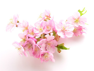 カワヅザクラ Sakura tree