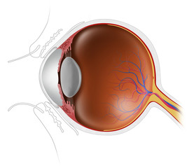 Medical anatomy illustration of the human eye in cross section, showing internal ocular structures including retina, lens, optic nerve, and vitreous body.