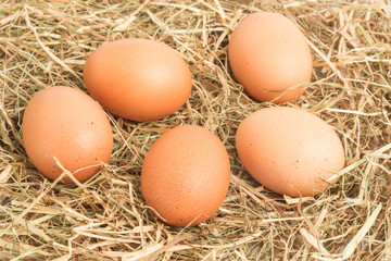 Five eggs nestled in straw