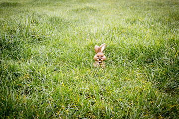 Chocolate bunny hiding in the grass