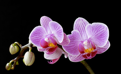 Phalaenopsis, moth orchid flowers and buds on black