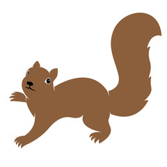 Vector image of an squirrel on white background