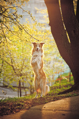 Border collie dog stand up in sunshine