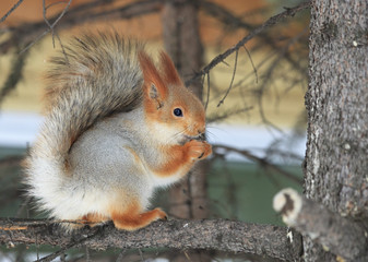 Naklejka na ściany i meble Piękne wiewiórka siedzi na sośnie i zjada nakrętkę.
