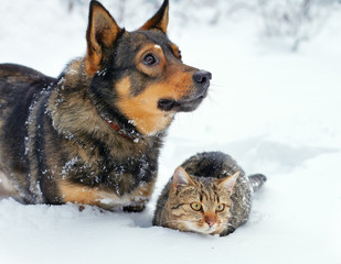 Dog and cat sitting in the snow