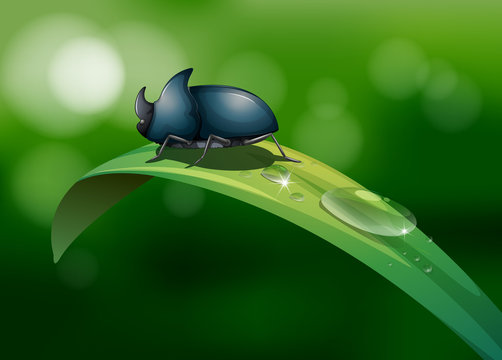 A green leaf with a beetle