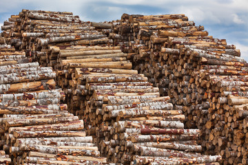 Big pile of logs