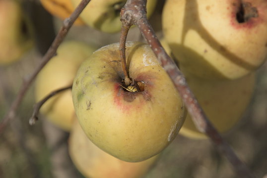 wasp eating an apple