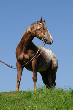 รูปภาพFellzeichnung เลือกดูภาพถ่ายสต็อก เวกเตอร์ และวิดีโอ920 Adobe