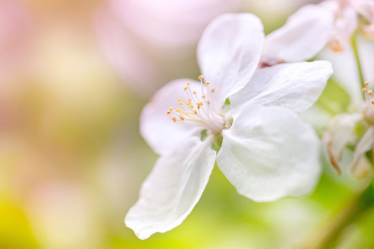 gently flowers