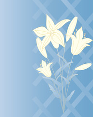 lilly background