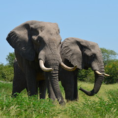 Fototapeta na wymiar dwóch mężczyzn słonie w Chobe rezerwy w Botswanie, Afryka,