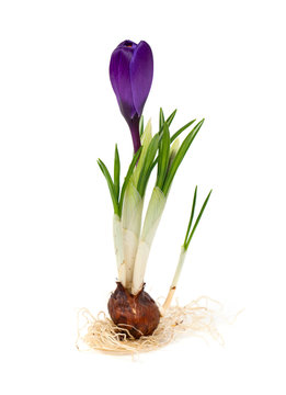 Crocus Bulb