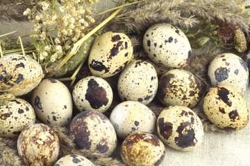 Still life with quail eggs with dry grass on brown fabric