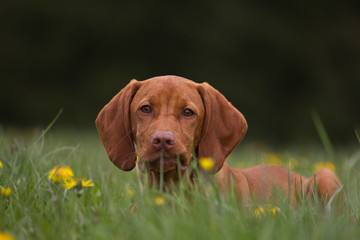 Magyar Vizsla