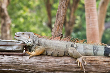 Green Iguana