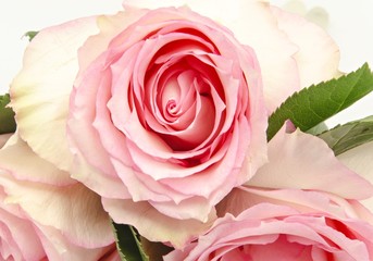 Rosas