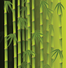 Fototapeta na wymiar Bambus lesie