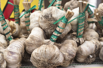 fresh garlic for sale