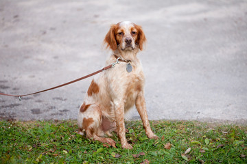 Hund an der Leine