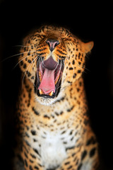 Portrait of leopard