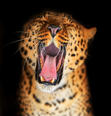 Portrait of leopard