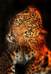 Portrait of leopard