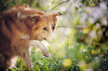 Fototapeta premium border collie dog portrait in spring