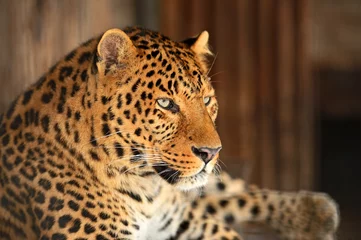 Raamstickers Portret van luipaard © kyslynskyy