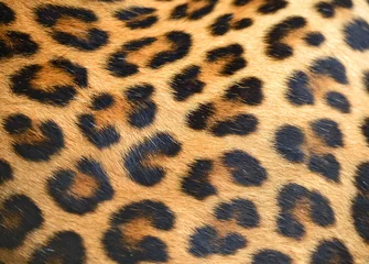 Gordijnen luipaard © kyslynskyy