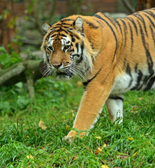 Fototapeta na wymiar Portret Amur Tiger