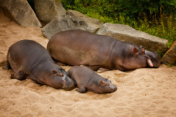 family of hippos