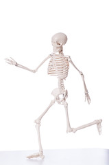 Skeleton isolated on the white background