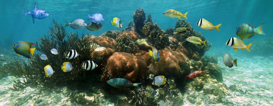 Coral Reef Underwater Panorama With Colorful Tropical Fish, Caribbean Sea