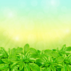 Green leaves background