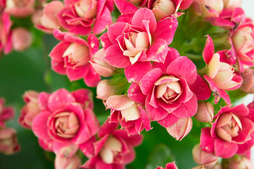 The close up of Kalanchoe bush, flowers