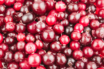 Red ripe cranberries background
