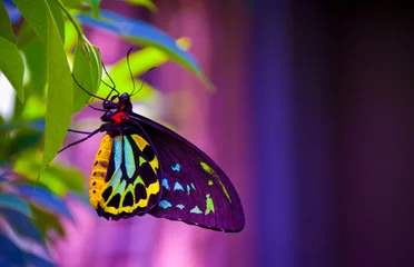 Deurstickers Vlinder Neon vlinder