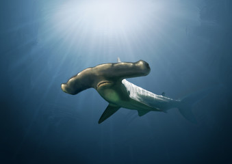 Hammerhead shark painting - obrazy, fototapety, plakaty