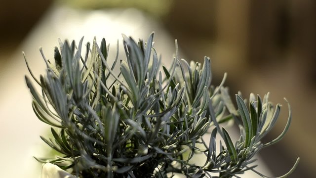 erbe aromatiche