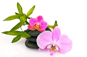 Wellness Concept: orchids, bamboo, stone, water