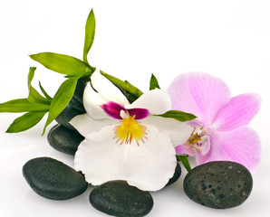 Orchids, stones and bamboo