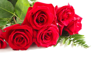 Red roses on white background