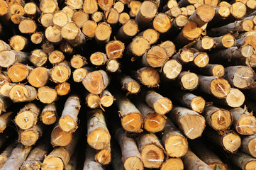 Fototapeta premium wood for foundation pile
