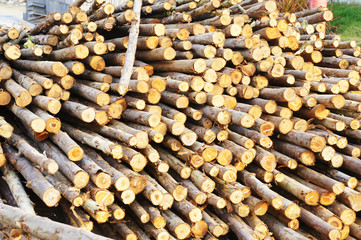 wood for foundation pile