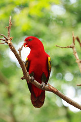 Red Lory standing on a tree branch, parrot