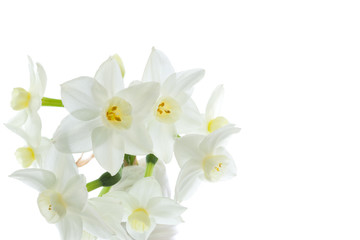 Fototapeta na wymiar Kwiaty narcyzów