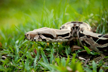 Close up of Columbia boa constrictor.