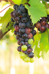 purple red grapes with green leaves on the vine. fresh fruits 