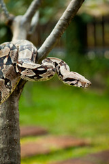Close up of Columbia boa constrictor.